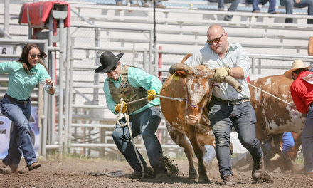 Wild Cow Milking